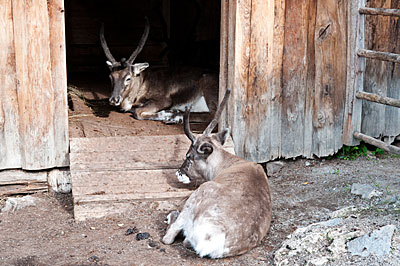 Nordiska djur på Skansen
