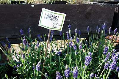 Blommor till försäljning vid Rosendals trädgård
